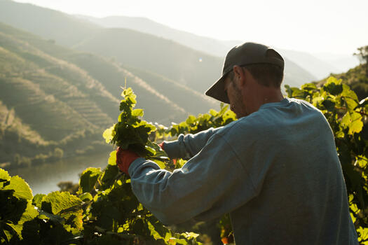 Quinta do Val Moreira - Atividade de Vindimas
