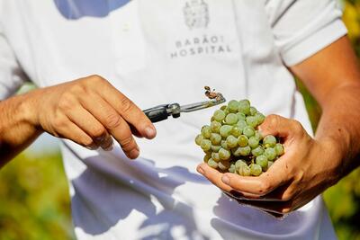 Quinta do Hospital - Tour & Alvarinho Tasting