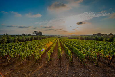Algarve of Tradition & Flavors