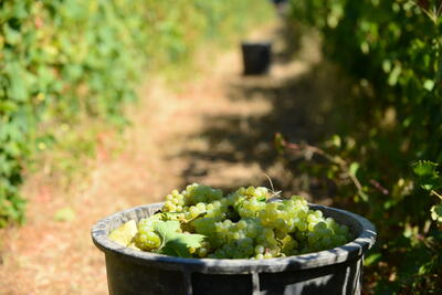 Tour de Vindimas no Douro 