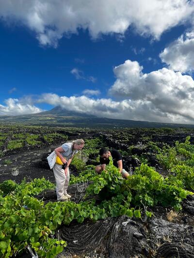 Volcanic Wines of the Azores 