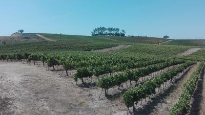 Rota dos Vinhos da Bairrada - Meio Dia