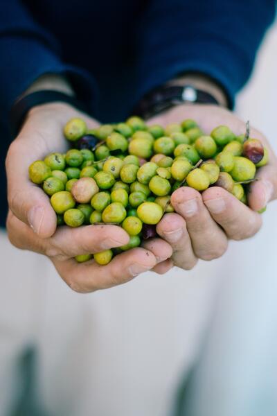 Olive Oil & Wine Tour Alentejo - Full Day