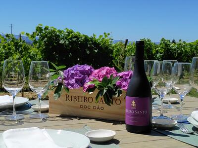 Wine Magnum - From Vineyard to Table