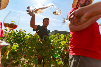 Wine Magnum - Grape Harvest Festival