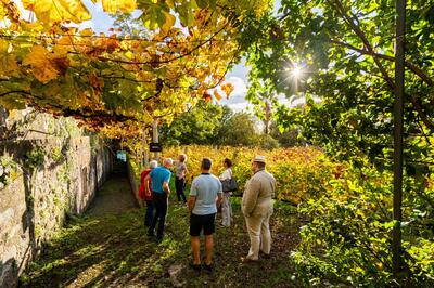 Blandy's Madeira - Vineyards Heritage Tour
