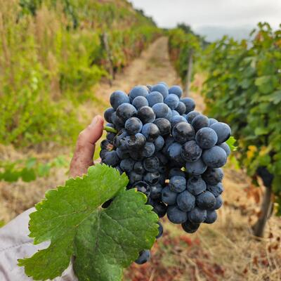 Quinta de Sobre a Fonte - Experiência de Vindimas