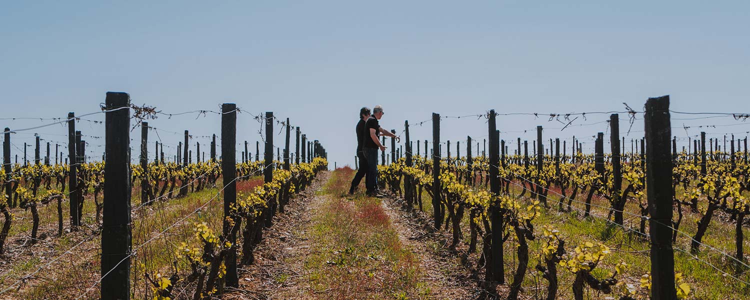 Quanta Terra - Visita & Cata Planalto – Alijó, Douro