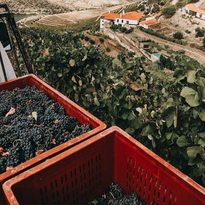 Douro Tradicional - Experiencia de Vendimia