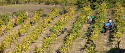 Quintas de Melgaço – Harvest Experience 