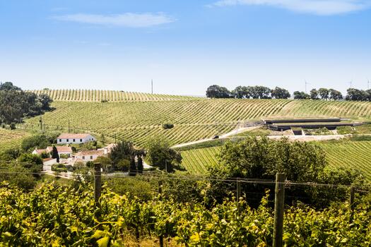 Wines of Atlantic Coast