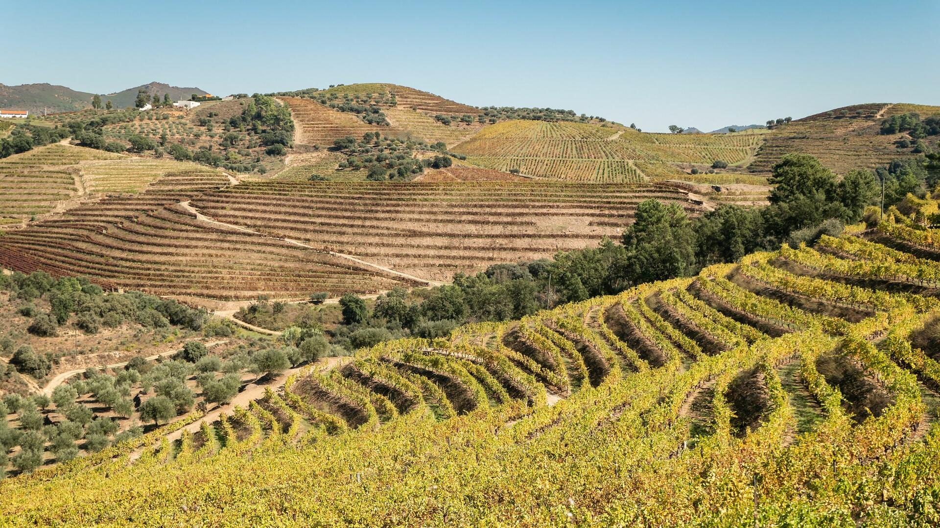 Trás-os-Montes