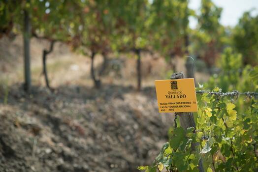 Quinta do Vallado - Prova Vallado