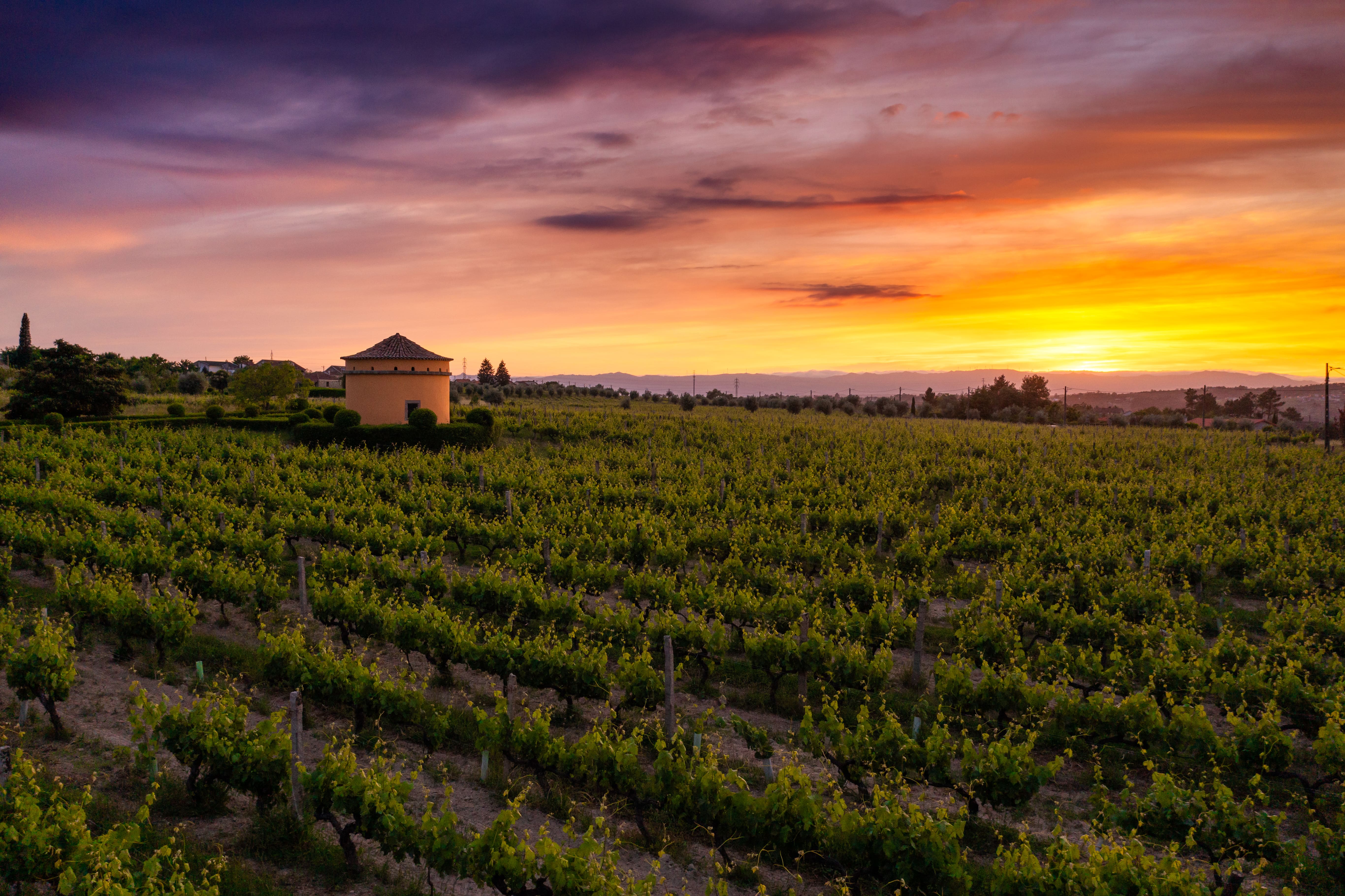 19|90 Wine Center Santar – Santar Tradition - Portugal By Wine - Wine ...