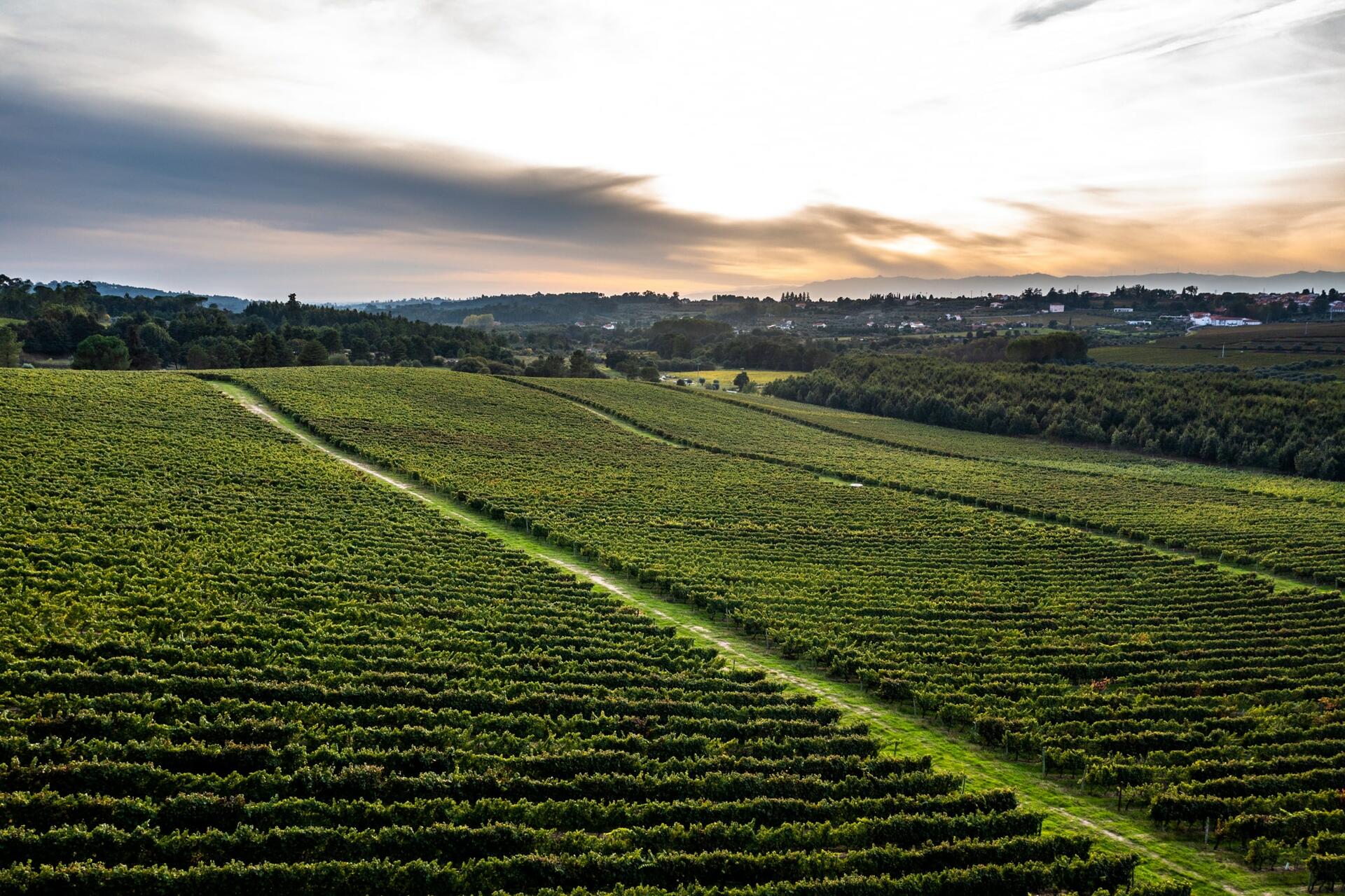 19|90 Wine Center Santar–Santar Vila&Vinha by Jipe - Portugal By Wine ...